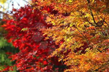 Japanese acer leaves revealing the beautiful autumnal colours of the changing seasons