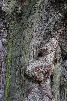 Old chestnut bark close up texture