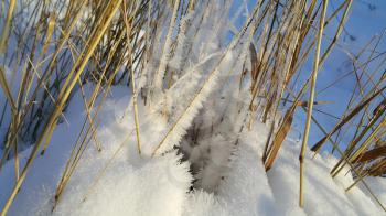 Closeup of dry stalks of plants covered with snow crystals