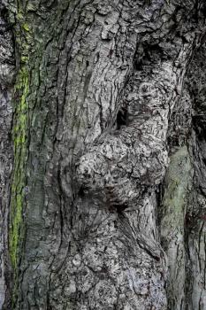 Ancient chestnut bark closeup texture