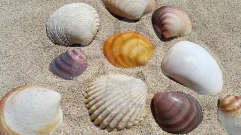 Sea shells closeup on the sand background
