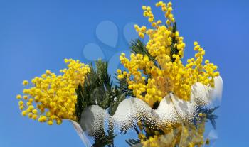 Branches of mimosa flower (silver wattle) on bright blue sky background