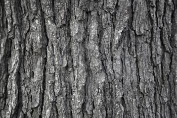 Close up texture of tree trunk