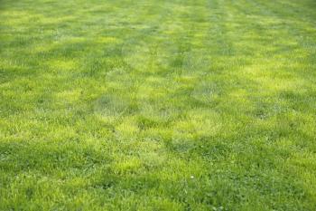 Natural green shorn lawn background