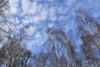 Tops of winter birches against a blue sky with white clouds