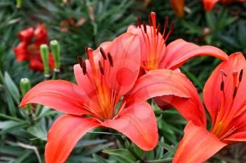 Close-up of beautiful red lily flowers