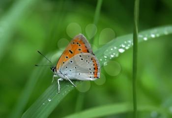 Beautiful butterfly sitting on leaf with water drops