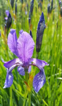 Beautiful Iris flower in summer garden