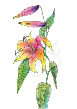 Vector illustration of Beautiful color lily