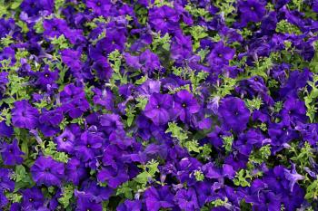 Flowers of bright petunia nature background