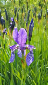 Beautiful flower of iris