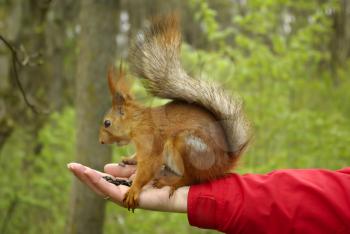 Red sweet squirrel sitting on a people hand with sunflower seeds