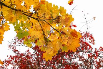 Bright yellow and red branches of autumn trees