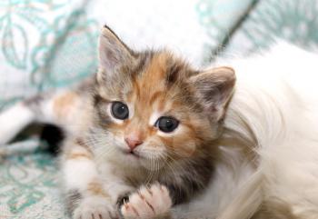 Portrait of lying cute little kitty