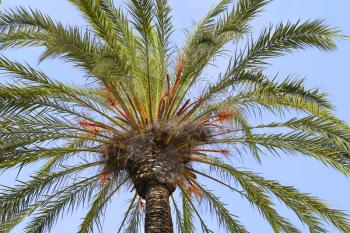 Branches of beautiful palm tree against the blue sky
