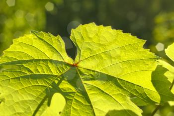 Leaf of grape glowing in sunlight closeup