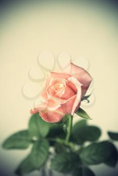 Beautiful pink rose on vintage background