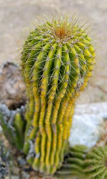 Prickly cactus close up