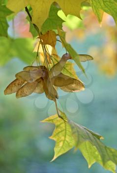 Beautiful autumn maple branch with winged seeds