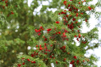 Red berries growing on evergreen yew tree branches, European yew (taxus baccata) tree