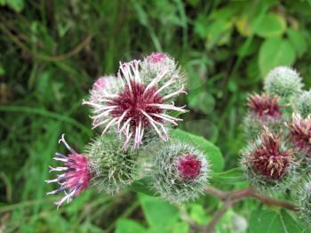 Beautiful Pink flowers of burdock, agrimony in summer 