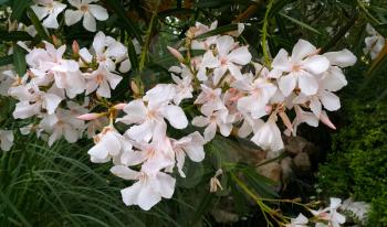 Oleander bush with beautiful white flowers