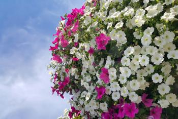 Flowers of bright petunia against the blue sky