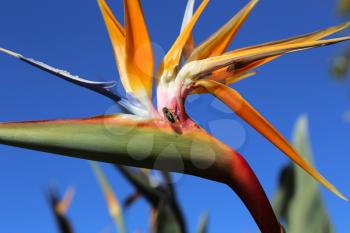 Closeup of Strelitzia Reginae flower (bird of paradise flower) against bright bly sky background and bee sitting on it