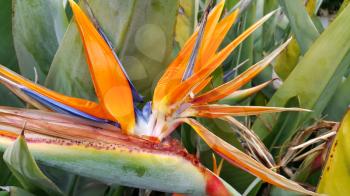 Close up of Beautiful bright Strelitzia Reginae flower (bird of paradise flower)