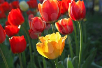 Beautiful bright red and yellow tulips closeup