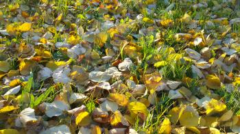 Autumn sunlight background with green grass and fallen leaves