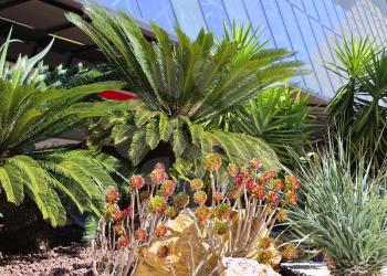 Beautiful green and red succulent plants and palm trees
