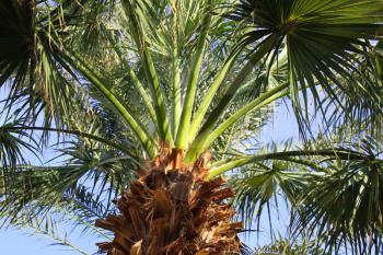 Upper branches of palm tree against the blue sky
