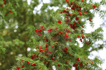 Red berries growing on evergreen yew tree branches, European yew (taxus baccata) tree