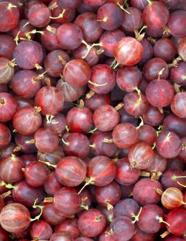 Gooseberry fruits close-up background