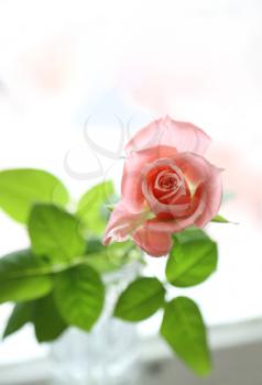 Beautiful pink rose, soft focus