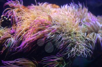 Amazing marine animals closeup in aquarium (anemonia, actinia, anemone)