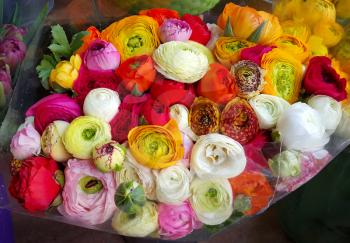 Big bouquet of beautiful ranunculus colorful flowers