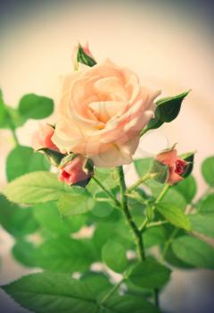 Closeup of beautiful pink rose, vintage effect