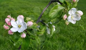 Branch of a spring apple-tree with beautiful white flowers