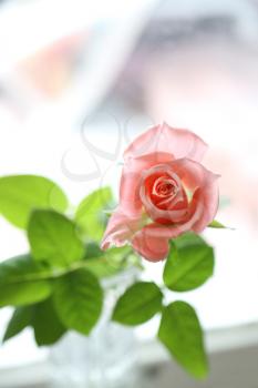 Beautiful pink rose, soft focus