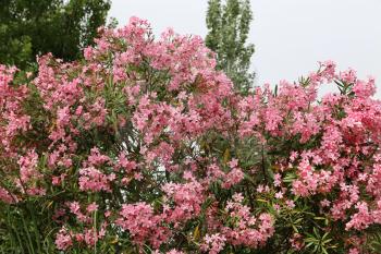 Nerium Oleander bush with beautiful pink flovers