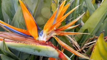 Close up of Beautiful bright Strelitzia Reginae flower (bird of paradise flower)