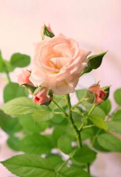 Closeup of beautiful pink rose