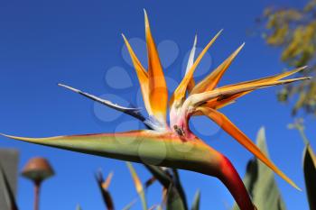 Closeup of Strelitzia Reginae flower (bird of paradise flower) against bright bly sky background and bee sitting on it