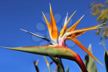 Closeup of Strelitzia Reginae flower (bird of paradise flower) against bright bly sky background