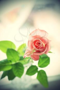 Beautiful pink rose, vintage effect