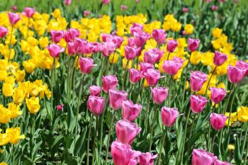 Beautiful bright colorful tulips on a sunny day