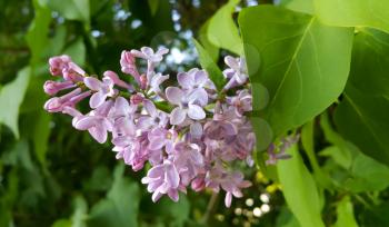 Spring branches with beautiful blossoming lilac flowers