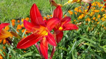 Close-up of beautiful bright lilies on a sunny day